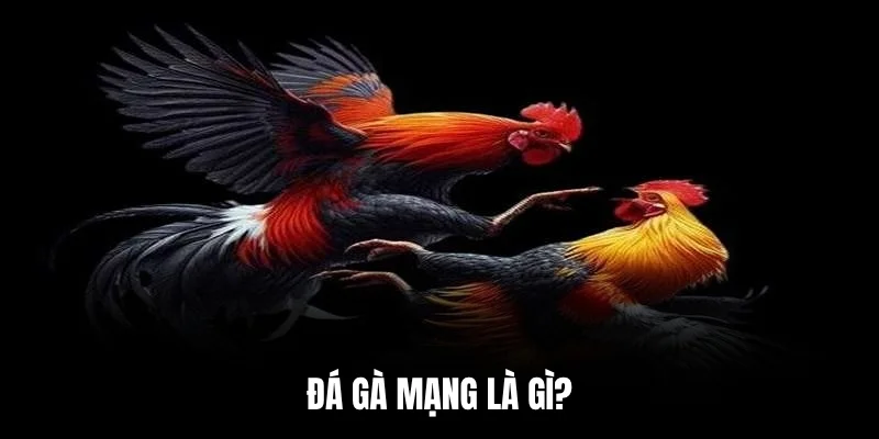 Đá gà mạng là gì?